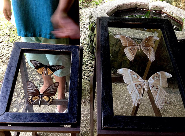 butterfly garden in bohol3.png