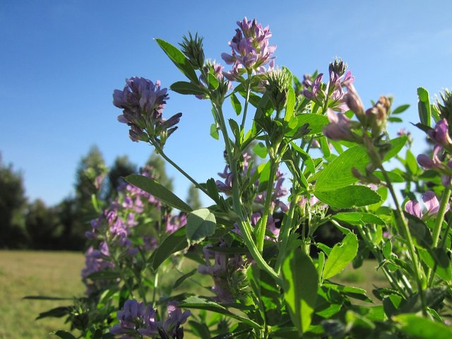 alfalfa close up medicago-satigo.jpg