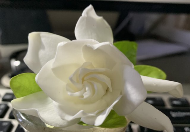 Cape jasmine1.jpg