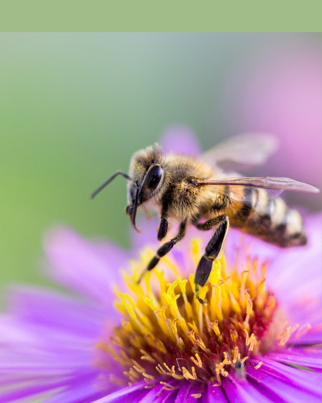 Green And Orange World Bee Day Instagram Post.png
