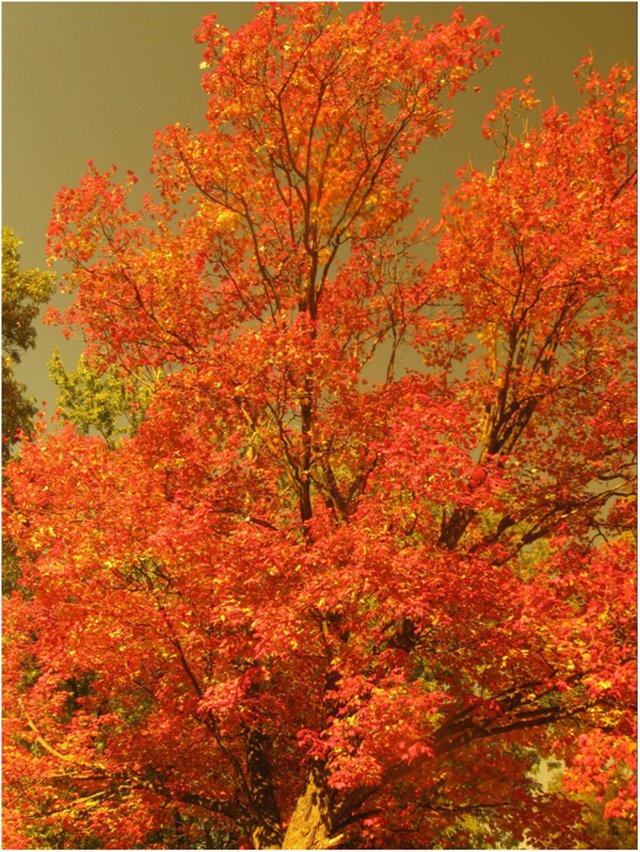 Amber fall maple leaf.jpg