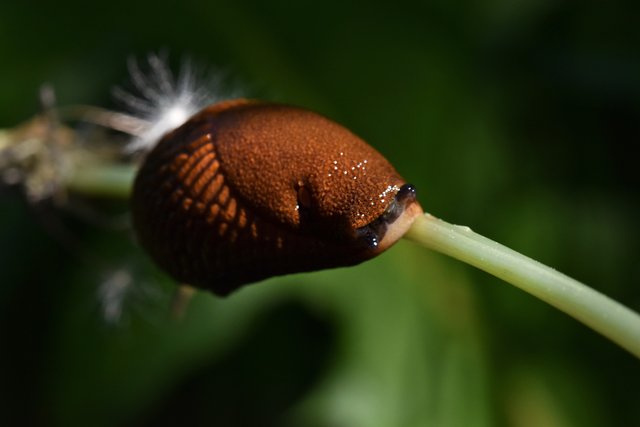 slug brown macro 1.jpg