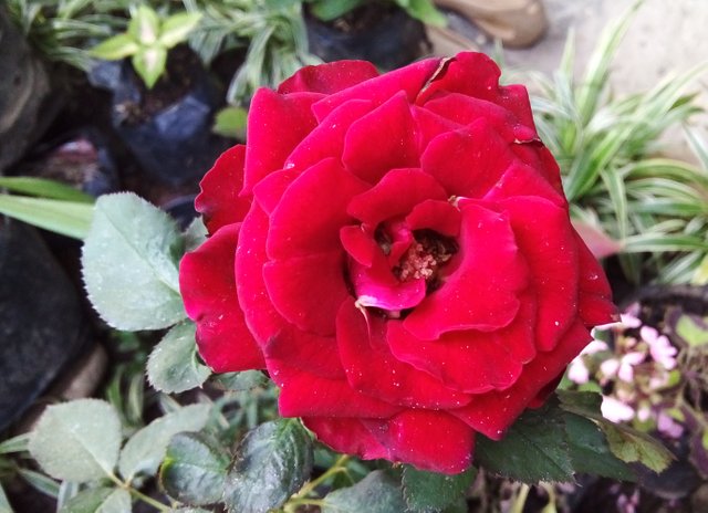 Red Rose Flower 3.jpg