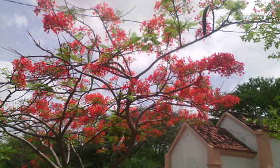 SIN SABER SU NOMBRE, ARBOL FLAMBOYANT O ACACIA ROJA — Steemit