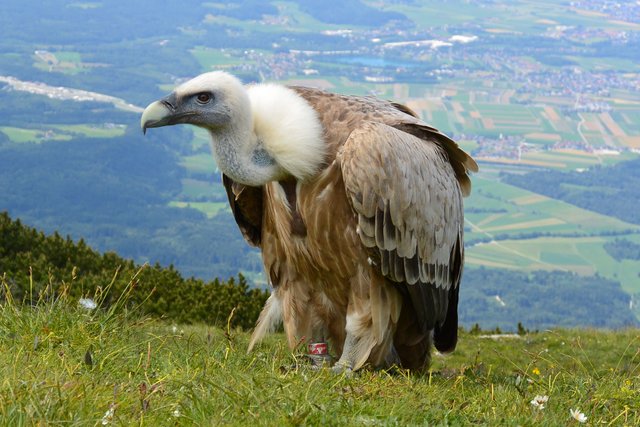 vulture-708784.jpg