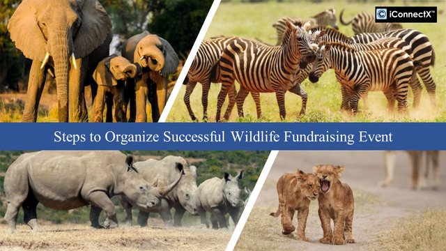 Steps to Organize Successful Wildlife Fundraising Event .jpg