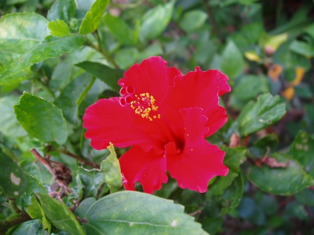 Queen Sirikit Park - Chinese rose
