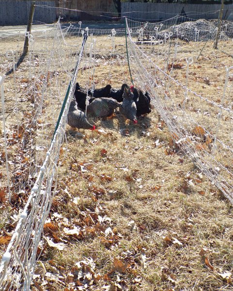 Layers in snake fence2 crop March 2020.jpg