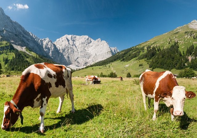 The Flask Of Holy Blood Alpine Transhumance Cattle Grazing.jpg