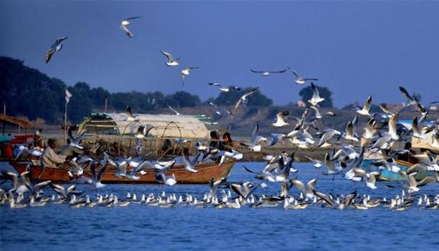 34818-migratory-birds.jpg