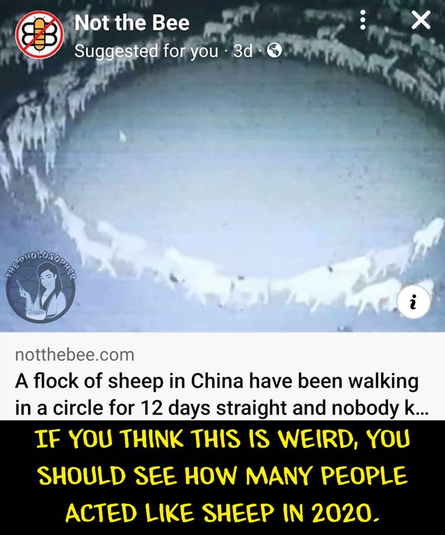 sheep walking in circles.jpg