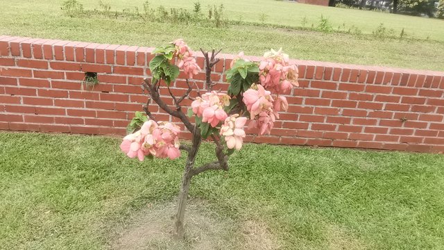 IMG_20240526_141805.jpg