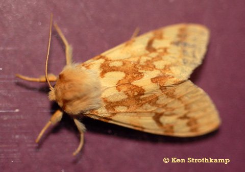 Spotted Philip Moth.jpg