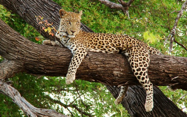 Animals-Leopard-Photos-HD-Wallpapers.jpg