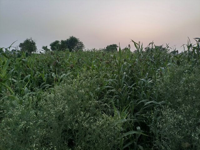 IMG_20250605_185828_249.jpg