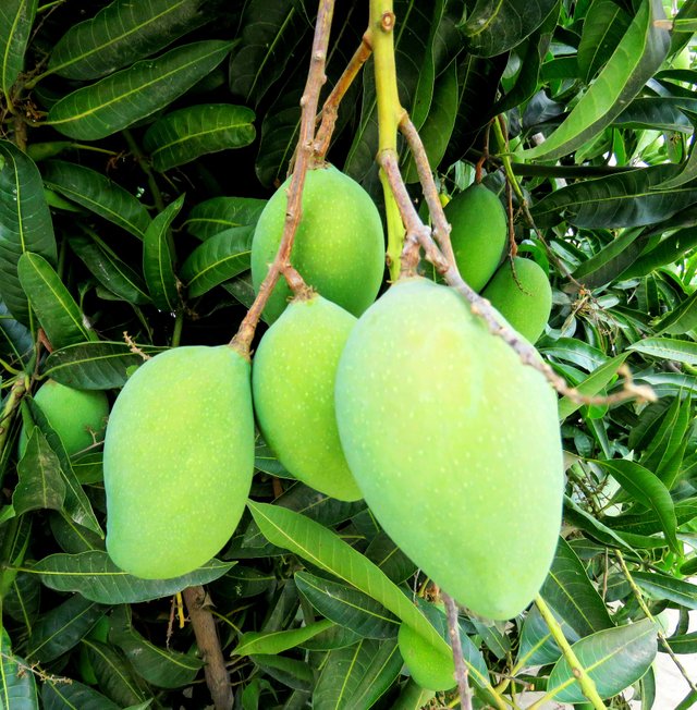 mangoes-bunch-g6b6f4f006_1920.jpg