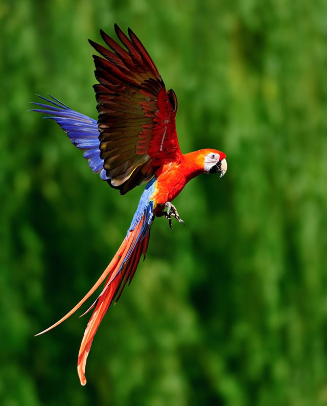 fotos-de-guacamayas-4.jpg.imgo.jpg