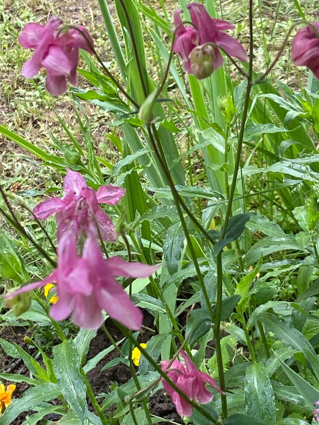 IMG7879.JPG