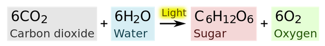 923px-Photosynthesis_equation.svg.png