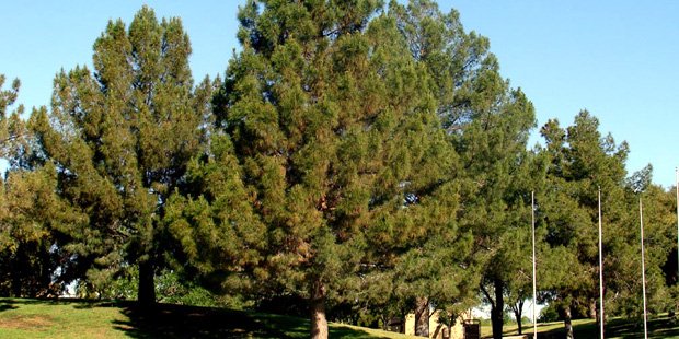 afghanpine.jpg