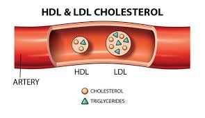 HDL Cholesterol.jpg