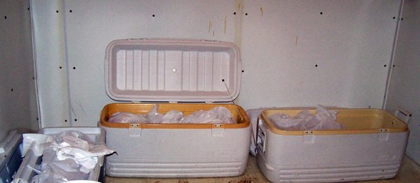 Carcasses in coolers crop2 Sept. 2019.jpg