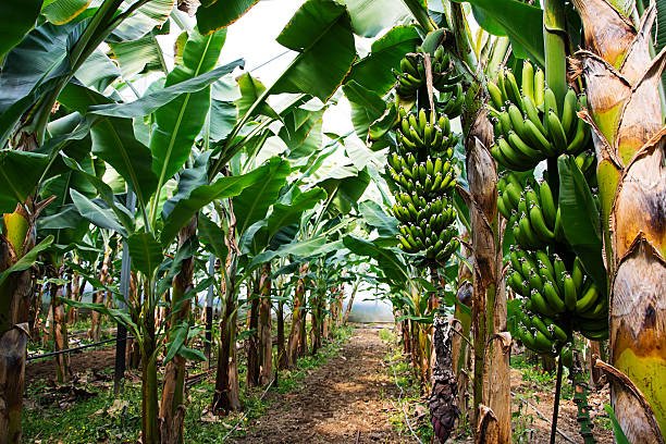 banana-tree-with-a-bunch-of-growing-bananas-alanya-turkey.jpg