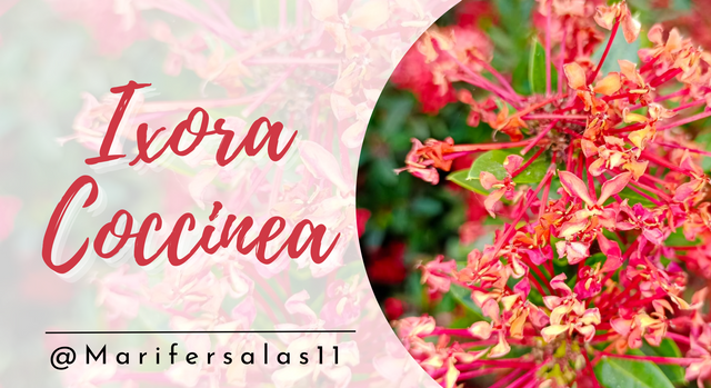 Ixora Coccinea.png