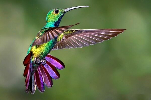 colibrí.jpg