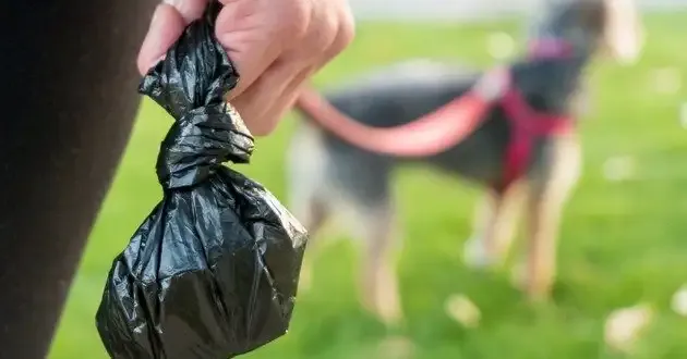 dog-poop-bags-lowres-9368.webp