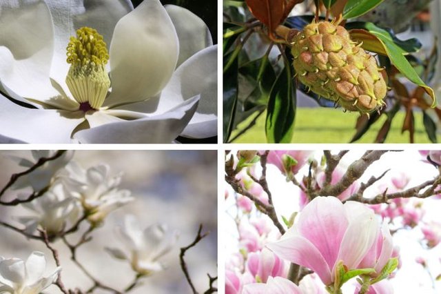 Flores-de-magnolia-e1535197771690.jpg