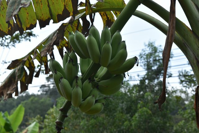 banana-growing-5.jpg
