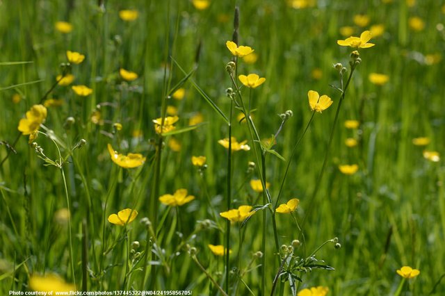 YellowWildflowers-002-052918.jpg