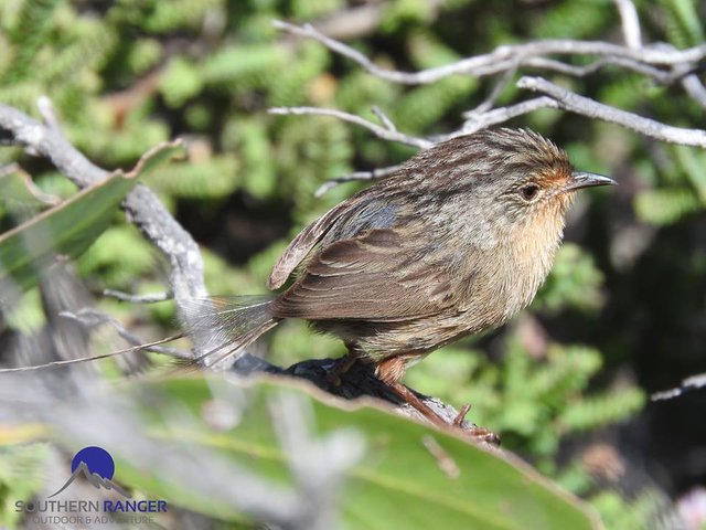 Emu Wren.jpg