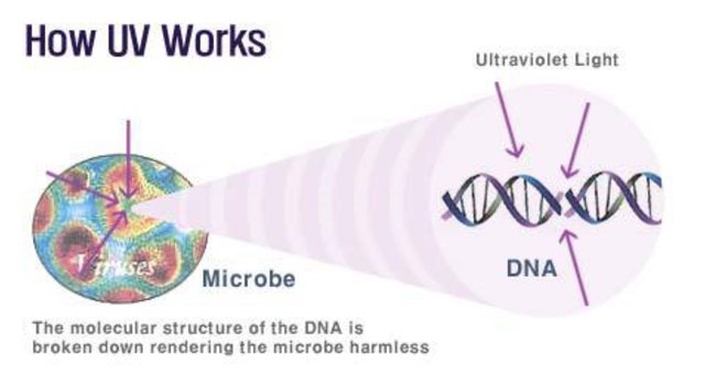 UVLightKillsBacteria.jpg