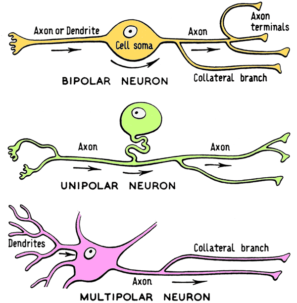 association neuron diagram