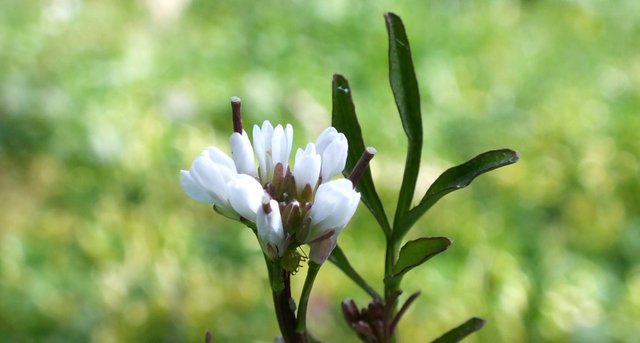 0806-WhiteFlower.jpg