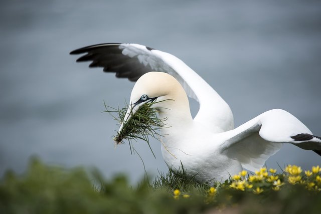 gannet-g7bc3f5687_1280.jpg