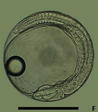 Desarrollo embrionario pargo 2.jpg