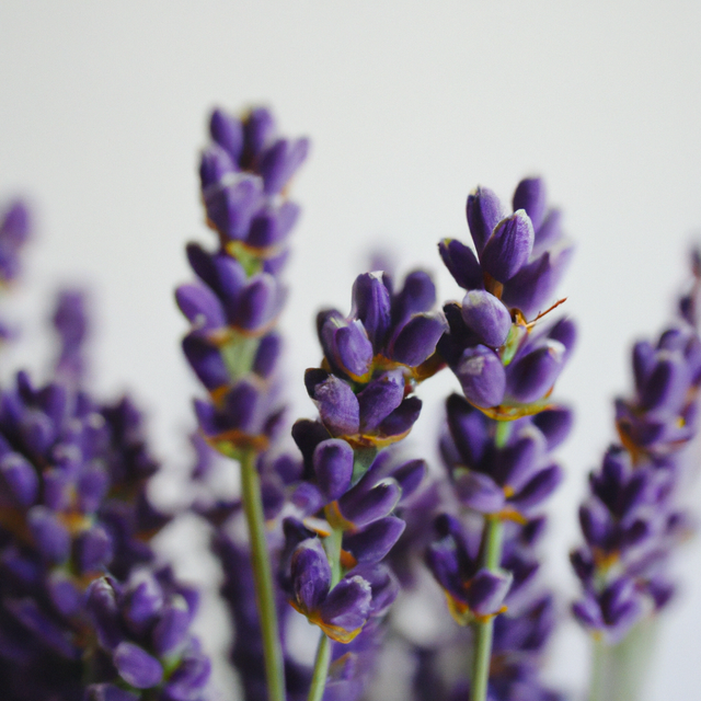 lavender-flower-purple-image (1).png