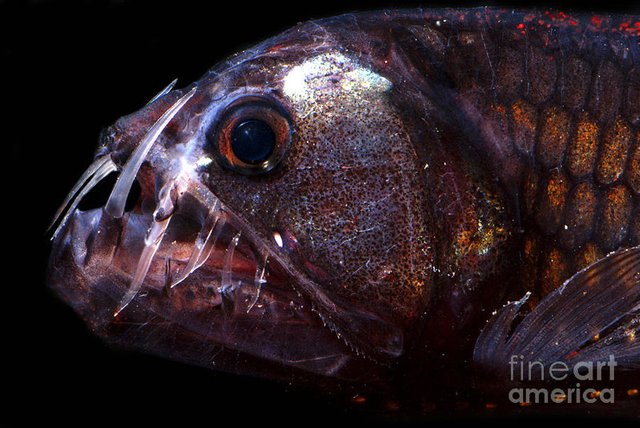 2-pacific-viperfish-dante-fenolio.jpg