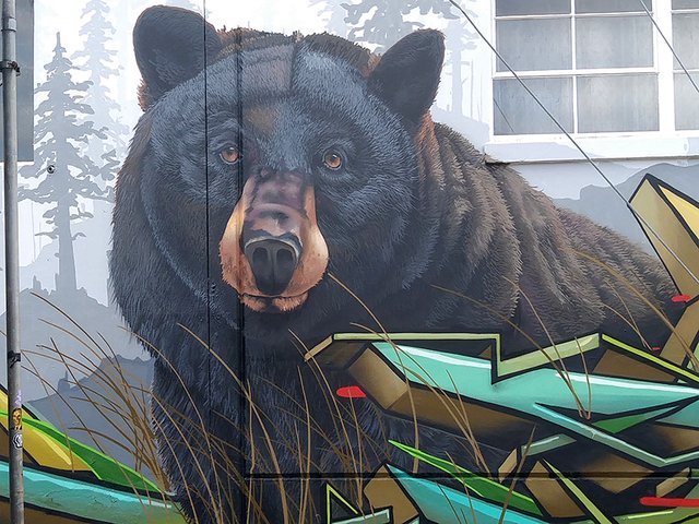 bear close up 1.jpg