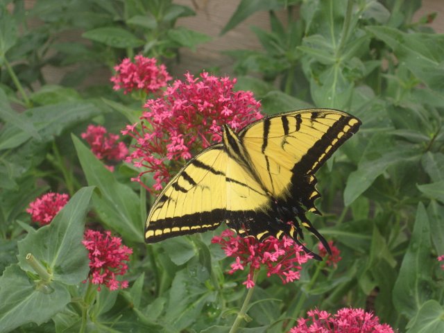 butterfly 010.jpg