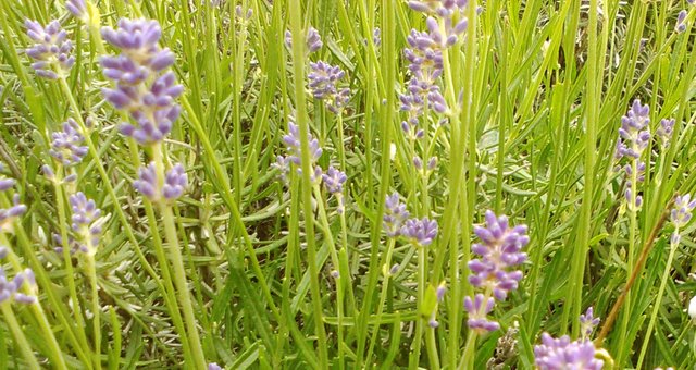 Flower Photography Purple Unk Flower Close-Up Jungle May 28 2017.jpg