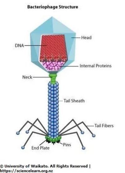 bacteriophage-structure.jpg