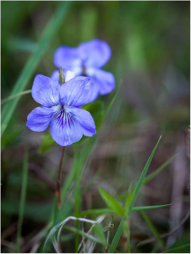 26141395203-spring (FILEminimizer).jpg