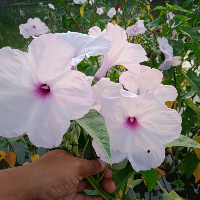 ঢোল কলমি ফুল.JPEG