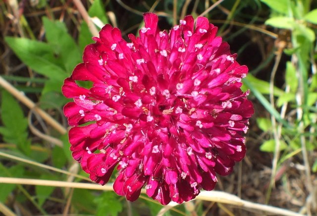 0876-RedClover.jpg