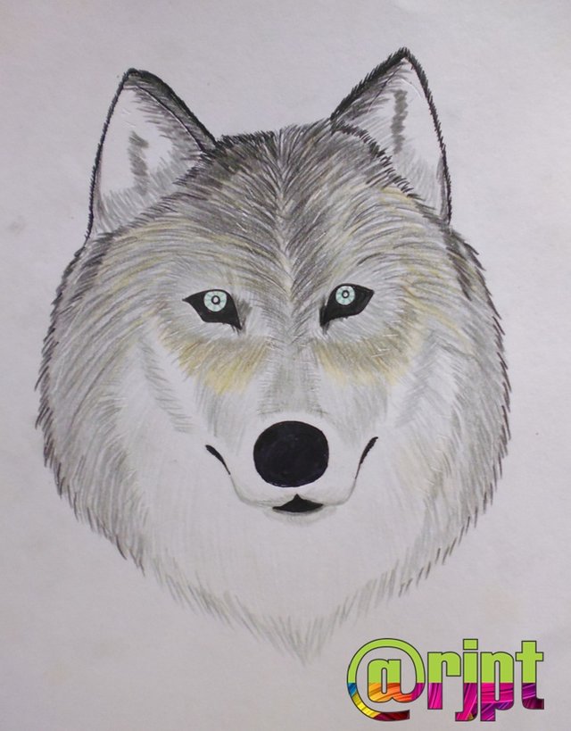 Dibujando un Lobo — Steemit