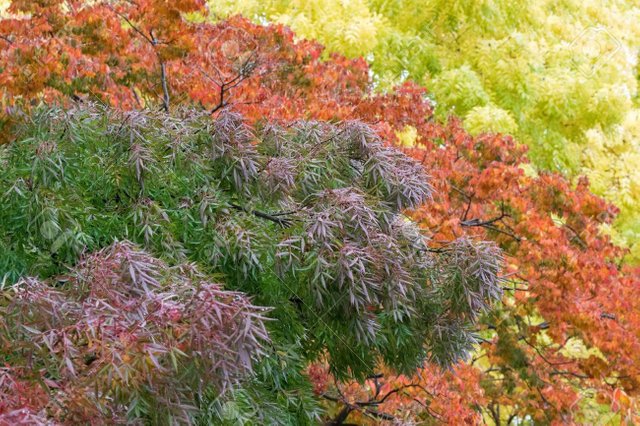 80248225-soft-focus-of-colorful-claret-ash-tree-in-purple-green-color-during-autumn-in-tasmania-australia.jpg